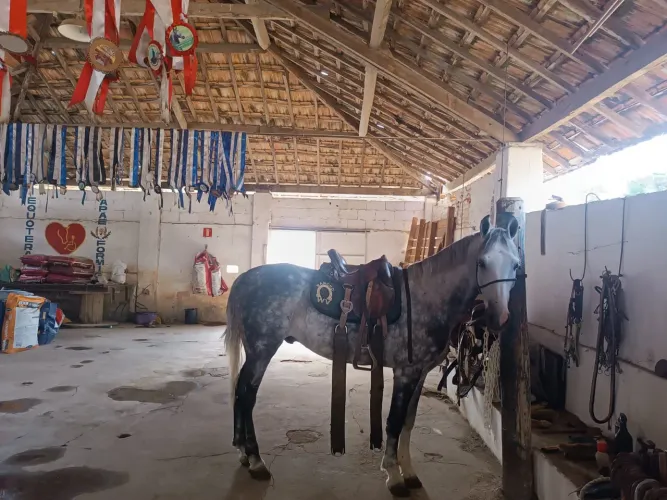 Cavalo Mangalarga Machador