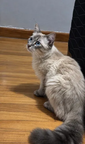 Gato macho
