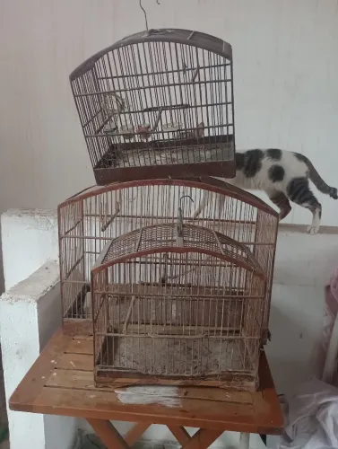 GAIOLAS