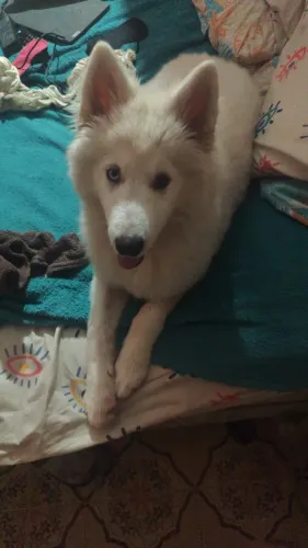 Busco macho para a minha cachorrinha