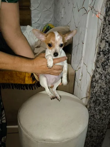 Chihuahua