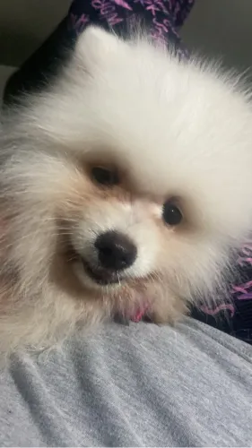 Fêmea Spitz alemão mini