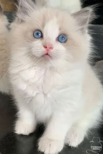 Ragdoll 