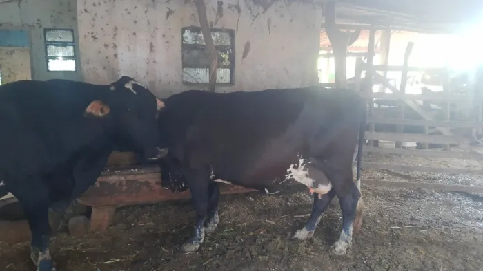 Vacas leiteira da rasa girolanda novas lipas de defeito 
