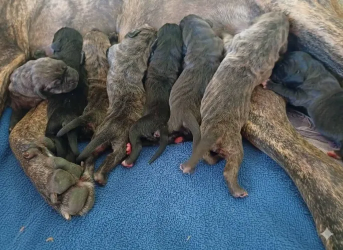 Fila brasileiro filhotes já vacinados