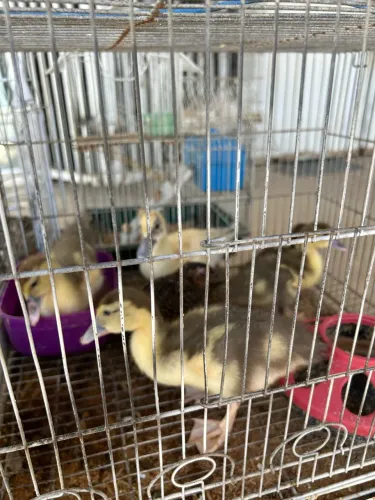 Patinhos