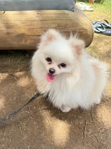 Lulu Pomerania