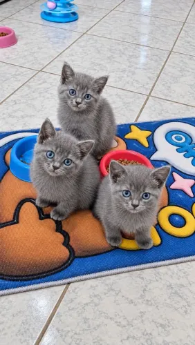 Russian blue