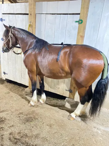 CAVALO CRIOULO DE LAÇO - 8 anos 