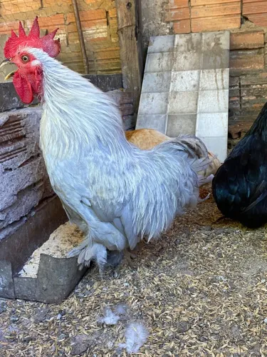 Aves ovos pintos
