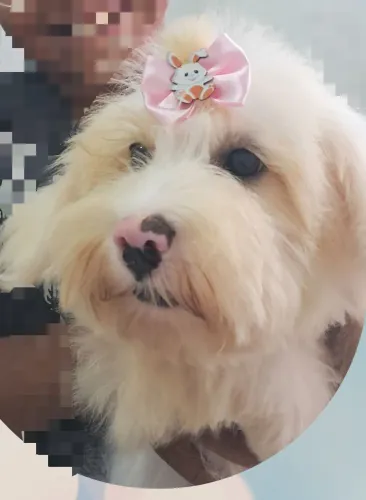 Bella maltez mix