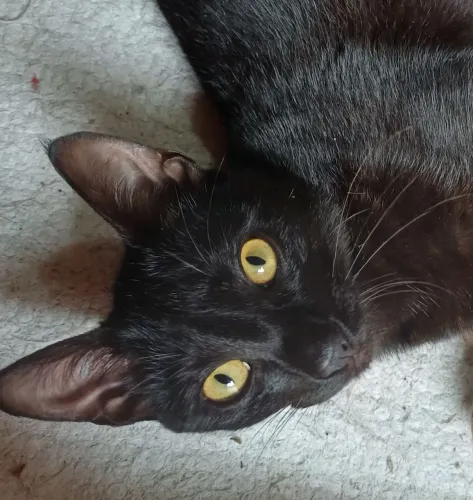 Doação gata seis meses já castrada