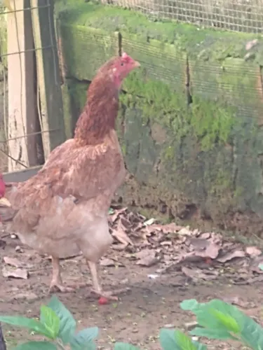 Lote galinhas caipira e pintinho disponível para venda