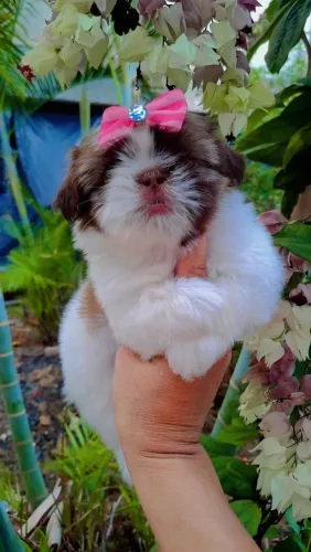SHIH TZU FÊMEA