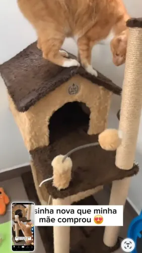Casinha de gato de 2 andares