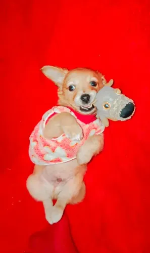 Doação de cachorro