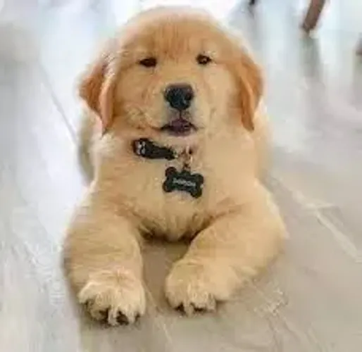 Golden Retriever O parceiro ideal para momentos inesquecíveis