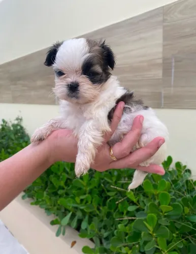 Filhote Shihtzu cachorro Puro da raça