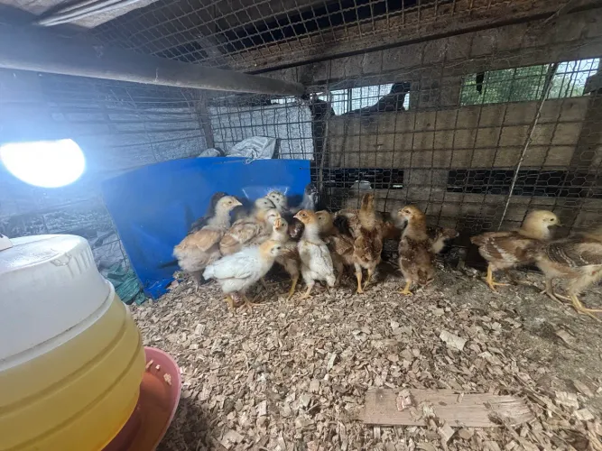 Pintos de Galinha Poedeira