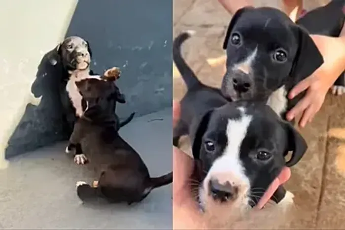 PERDIGUEIRO X LABRADOR SO 200