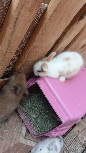 Coelhos