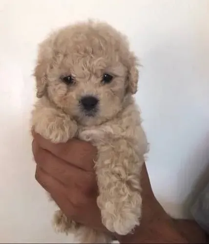 Poodle "Inteligência com elegância."