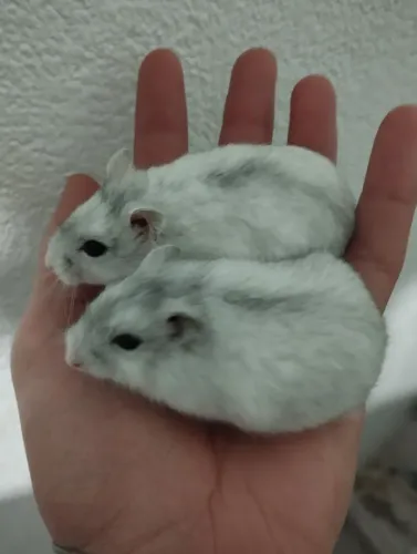 Hamster Anão Russo Branco, R$: 80 os dois juntos