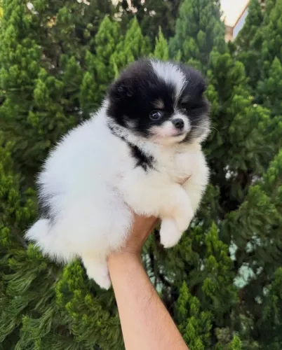 Lulu com assistência 70 dias