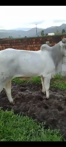 Vaca de primeira cria e touro registrado