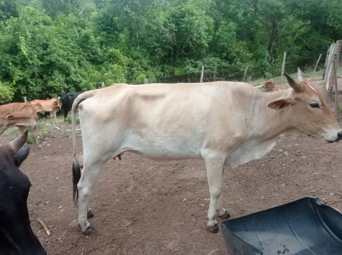 vaca prenha 3 meses