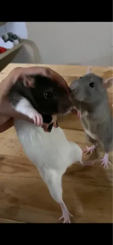 Doa-se duas ratas fêmeas da raça Twister