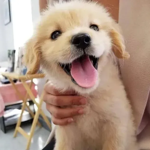 Filhotes de Golden Retriever | Seu novo parceiro de brincadeiras