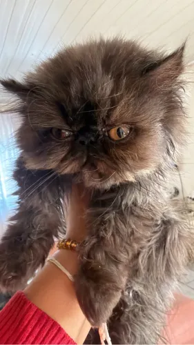 Gato Persa SC 