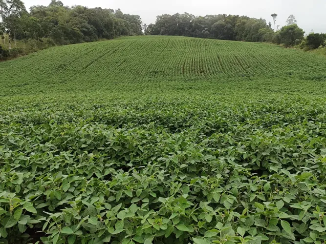 Fazenda 9 Alqueires - 4 Alqueires em Plantio - Restante em Pasto, Reserva e App - Boa Topo