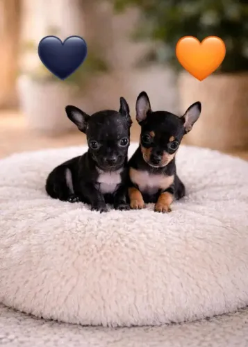Pinscher OO Canil em BH