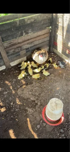Patos
