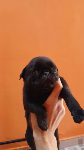 Pug