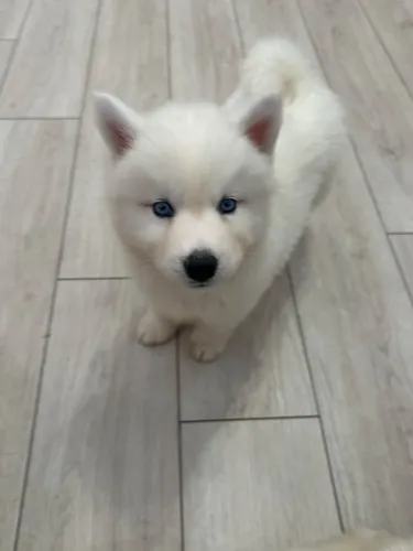 Filhotes de Husky Siberiano | Um pequeno tesouro de quatro patas.