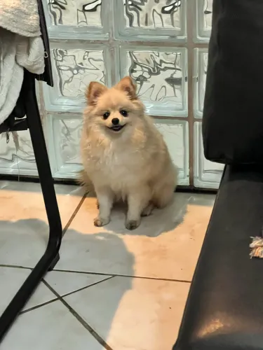 Lulu da Pomeranea 