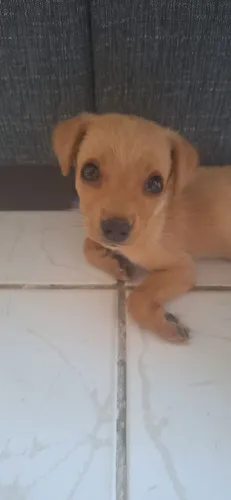 Adote esse cachorrinho (macho)