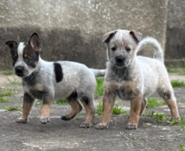 Filhotes de Blue Heeler e Red Heeler 