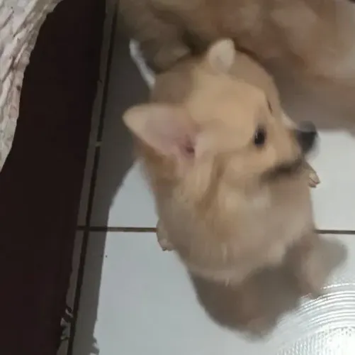 Spitz alemão