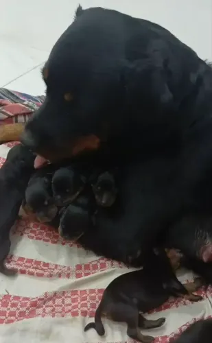 Filhote de Rottweiler Original Puro