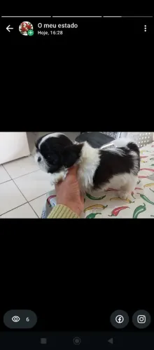 Lindo filhote de Shitzu Macho