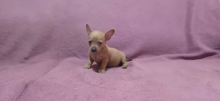 Pinscher micro.00...Fêmea..pronta entrega. Vacinada..Ac.Cartão