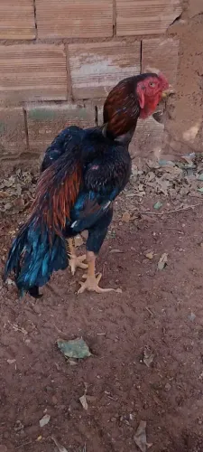 Galo barbela de boi 