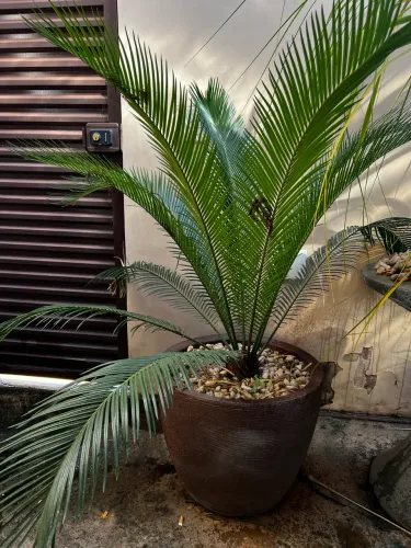 Palmeira Cica + Vaso em polietileno (não resseca)