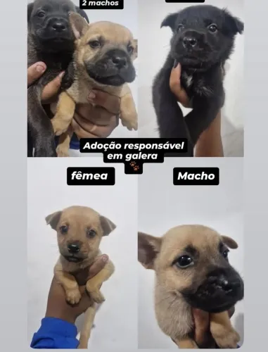 Filhotes para adoção responsável