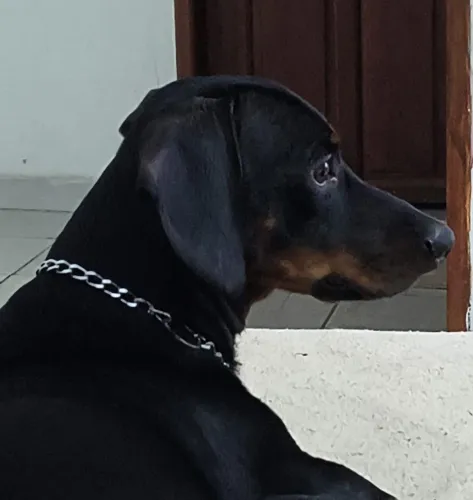 Dachshund (teckel) macho em busca de namorada