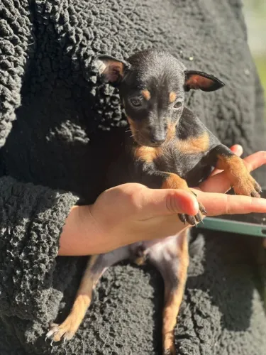 Pinscher fêmea 1